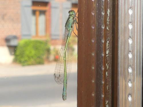 Réf. 308 778 : Ischnura elegans